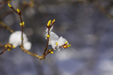 Melting snow on forest tree branches with green buds in sunny winter day