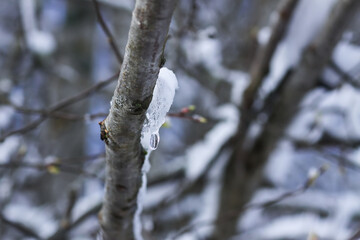 Melting snow on forest tree branches in sunny winter day