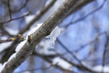 Melting snow on forest tree branches in sunny winter day