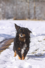Active young mongrel dog walks outdoors on the snow in winter