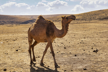 Oman Dromedar in Wüste
