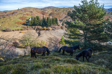 Fototapeta na wymiar Wild horses near Giacopiane Lake in autumn, Genoa province, Liguria, Italy
