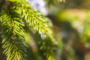 Melting snow. Water drop on fir tree branch outdoors.