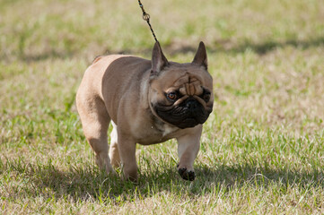Fototapeta premium Tan French Bulldog