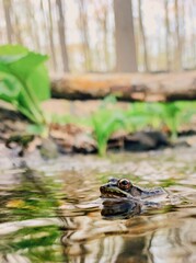 Submerged frog