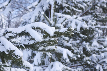 Snow covered spruce tree branches outdoors.