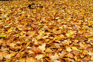 Herbstblätter