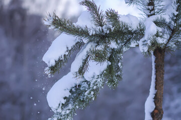 Snow covered pine tree branches outdoors.