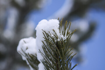 Snow covered spruce tree branches outdoors.