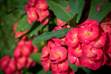 View of Euphorbia milii (also known as crown of thorns) is a flowering plant species.