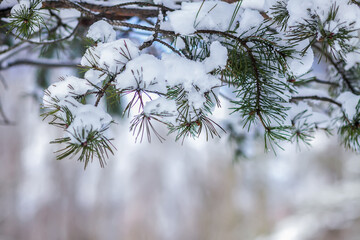 Snow covered spruce tree branches outdoors.