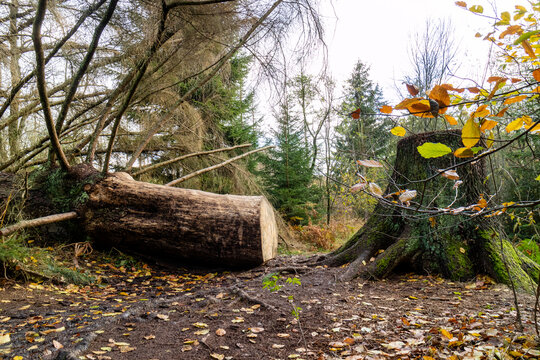 gef&auml;llter Baum im Sababurg Urwald