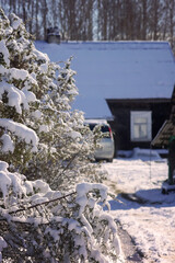 Winter landscape. Rural house building behind the juniper plant branches in fresh snow