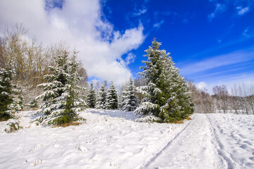 Winter landscape with forest trees and snow covered field