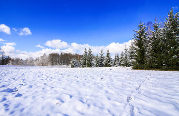 Winter landscape with forest trees and snow covered field