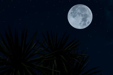 Fototapeta na wymiar Full moon on the sky with silhouette tree at night.