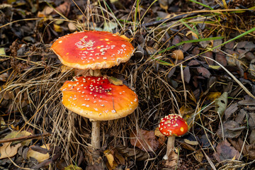Ungenießbarer Fliegenpilz