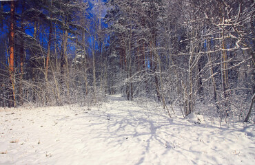 Winter landscape with forest trees and snow covered field