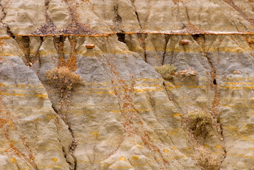 478-39 Life & Erosion Theodore Roosevelt NP