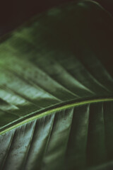 Dark moody green leaf of a palm. Strelitzia. Bird of paradise plant. Houseplant.