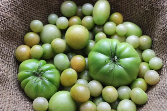 Gr&uuml;ne Tomaten in einem alten Jutesack