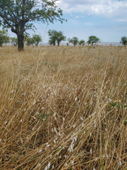 Many small snails on dry grass. small brown and white snails on a grass stalk. blurry background, amazing nature.