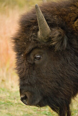 478-56 Bison face