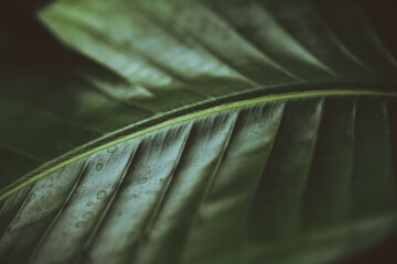 Dark moody green leaf of a palm. Strelitzia. Bird of paradise plant. Houseplant.