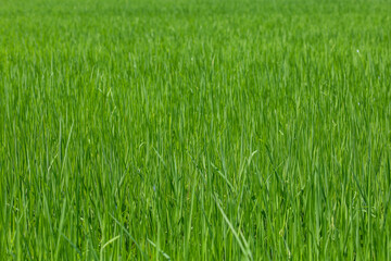 Baby Green rice field in countryside at thailand