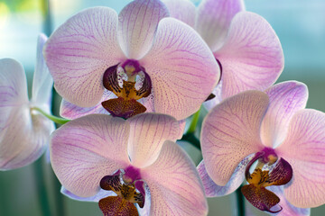 pink orchid on blue background