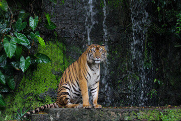 Fototapeta na wymiar Close up tiger sitdown in front of the waterfall