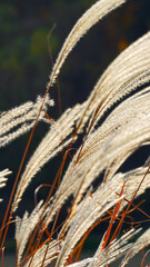 Wind moving silver grass in the autumn