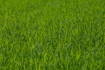 Fototapeta na wymiar Baby Green rice field in countryside at thailand