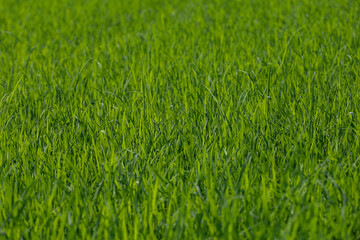 Baby Green rice field in countryside at thailand