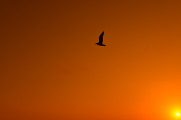 Al vuelo en el atardecer, Lima - Perú