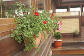 flowers in a pot on the window outside