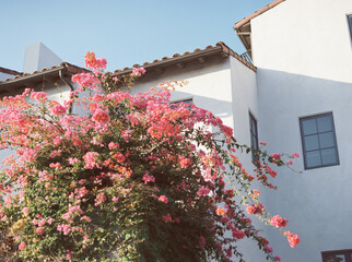 Bougainvillea growing against white spanish style building in pasadena