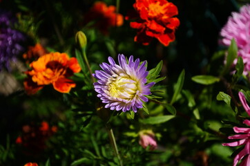 Fototapeta premium aster flowers on green leaves background. Colorful multicolor aster flowers perennial plant. Close up of aster flower garden bed in early autumn september day in farm field