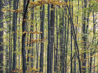 Young dense hardwood forest. Autumn forest landscape.