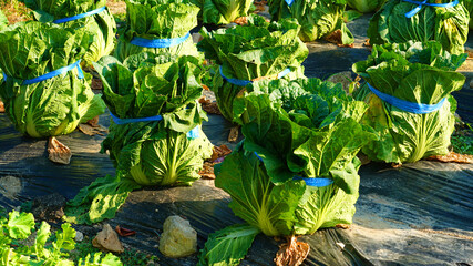 Korean cabbage for kimchi growing fresh in the field