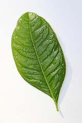 Obraz premium green leaf isolated closeup on white