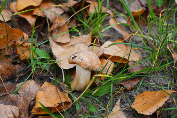 Large and small mushrooms growing under yellow autumn leaves, near the Dnipro river, the city of Kamenskoye, the country of Ukraine.