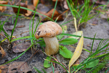 Large and small mushrooms growing under yellow autumn leaves, near the Dnipro river, the city of Kamenskoye, the country of Ukraine.