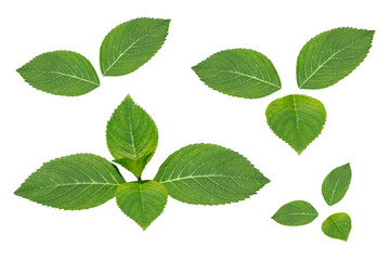 Naklejka na ściany i meble green leaves isolated on white background