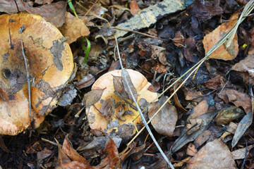 Large and small mushrooms growing under yellow autumn leaves, near the Dnipro river, the city of Kamenskoye, the country of Ukraine.