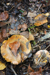 Large and small mushrooms growing under yellow autumn leaves, near the Dnipro river, the city of Kamenskoye, the country of Ukraine.