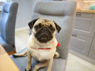 Pug sitting at the dining table on an upholstered chair in the kitchen