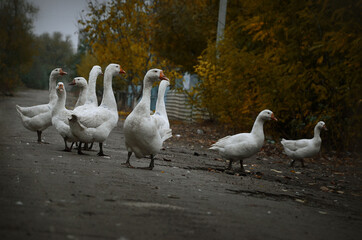 geese on the beach