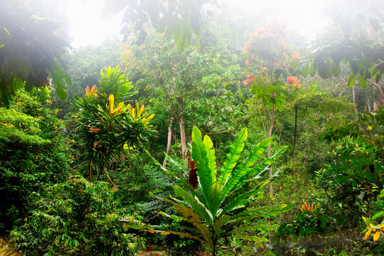 Trees And Vegetation In The Jungle And Dense Forest Of Dzanga Sangha. Central African Republic. WWF