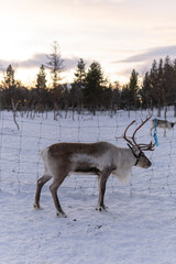 Kiruna, Sweden - December 3, 2019: The reindeer in the sami villages of Lapland play a crucial role in the survival of the indigenous group: every year they are herded for their fur and meat.